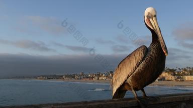 野生棕色（的）鹈鹕码头加州海洋海滩美国沿<strong>海派</strong>莱卡努斯大鸟大比尔嘴